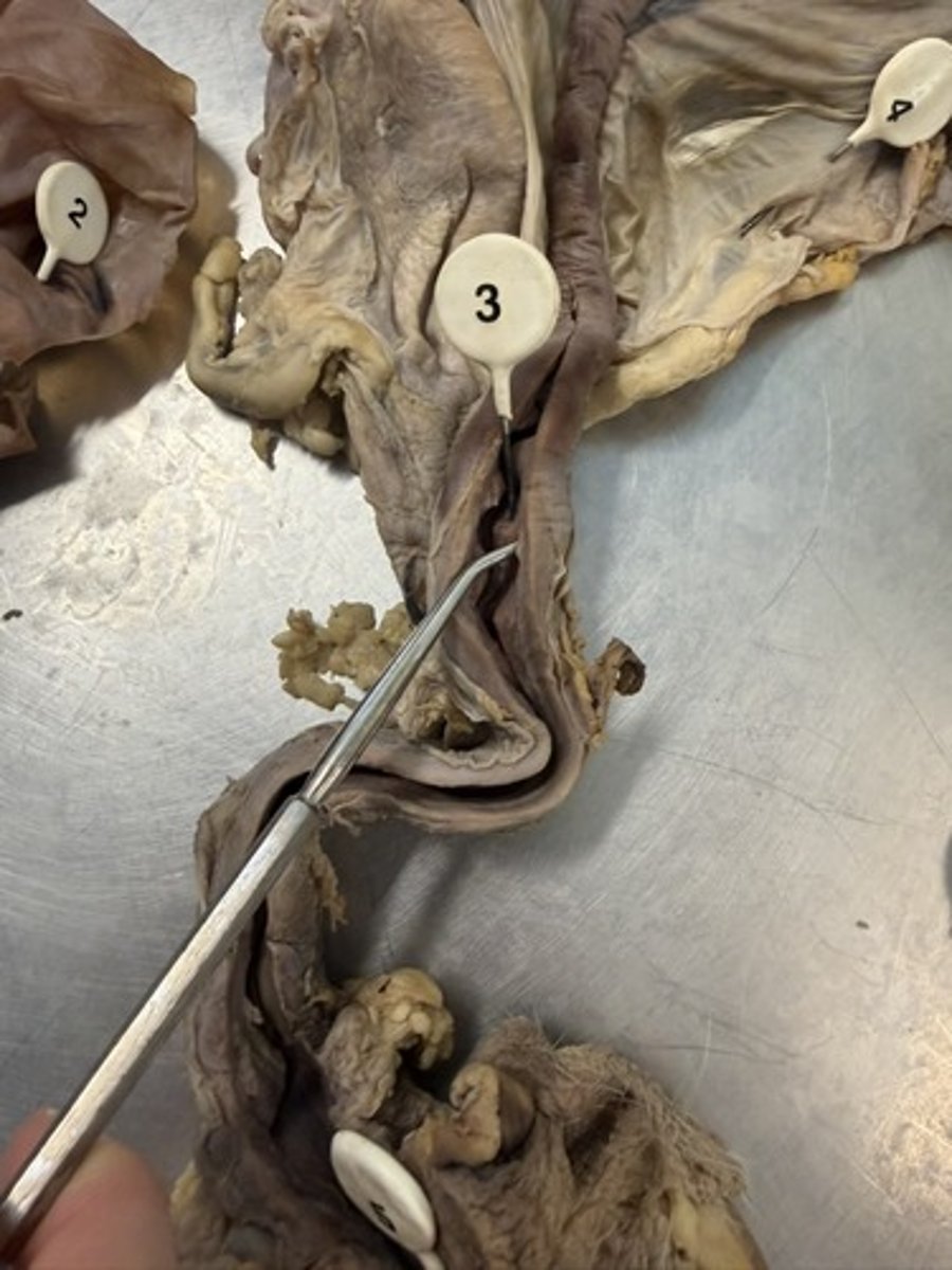 <p>3. A. ID the domestic animal this specimen is from.</p><p>B. ID the structure pierced by the pin.</p>
