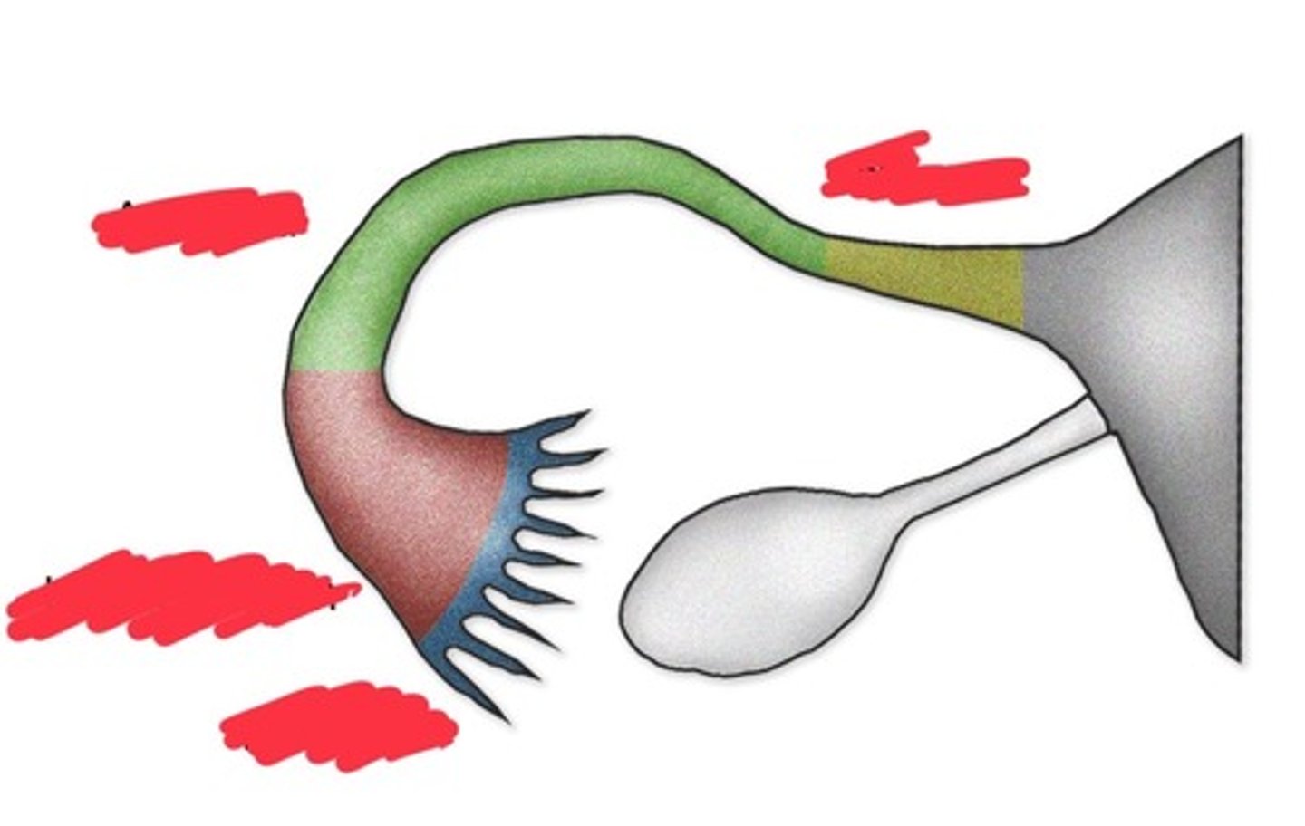 <p>3 parts of the fallopian tubes</p>