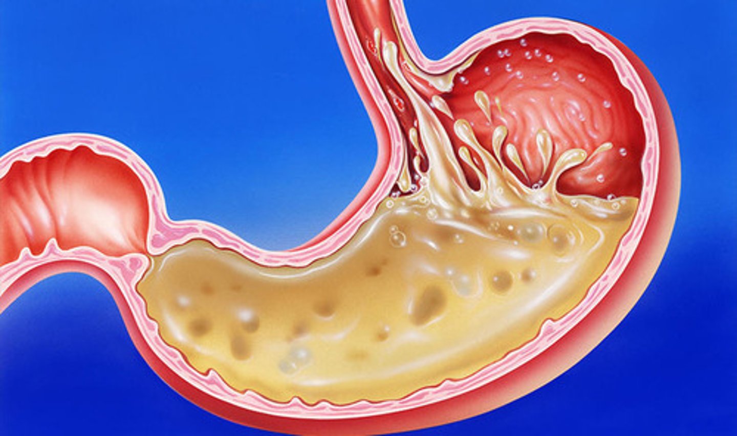 <p>The breakdown of food by saliva, stomach acid and other digestive juices.</p>