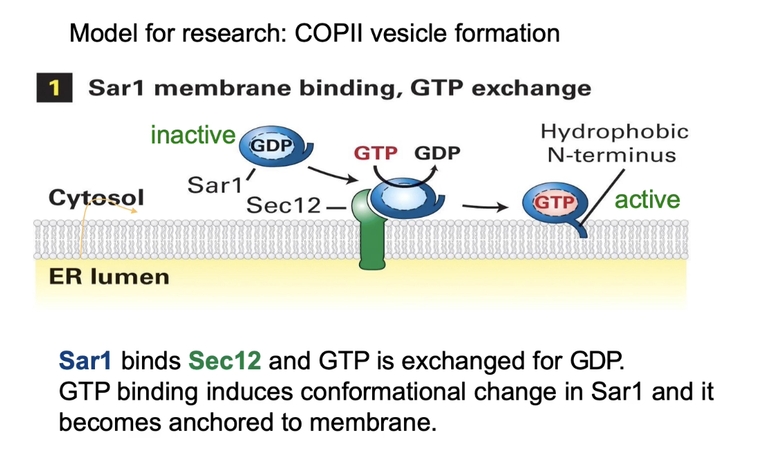 <ol><li><p><strong>Budding</strong> starts on the donor membrane (e.g., ER)</p></li><li><p><strong>Sar1 protein</strong> (a GTPase) is inactive in cytosol as Sar1-GDP</p></li><li><p><strong>Sec12</strong>, a membrane protein (GEF), exchanges GDP for GTP on Sar1 → Sar1 becomes active (Sar1-GTP)</p></li><li><p>Active Sar1 changes shape, exposes a hydrophobic N-terminus, and anchors into the ER membrane</p></li><li><p>Sar1-GTP recruits COP II coat proteins from cytosol to the membrane</p></li></ol><p></p>