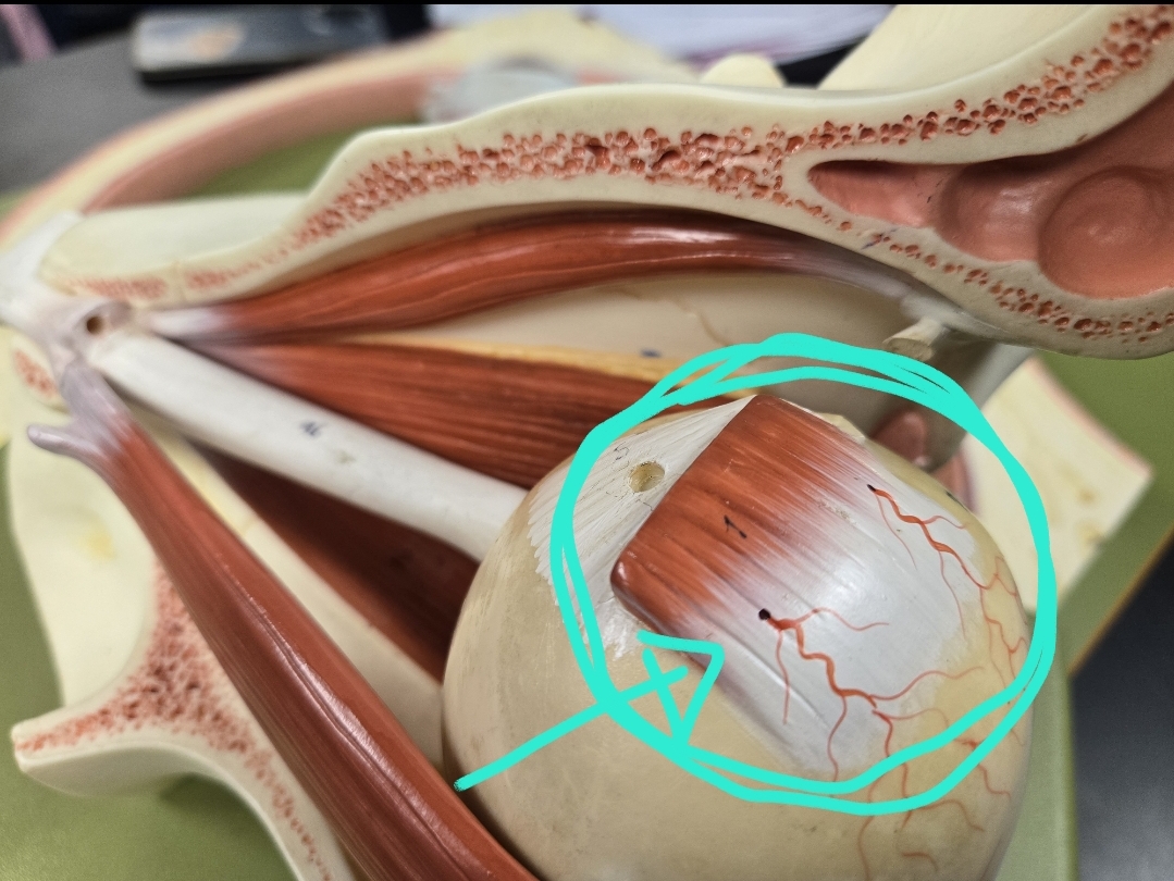 <p>Extrinsic eye muscles &amp; associated cranial nerve</p>