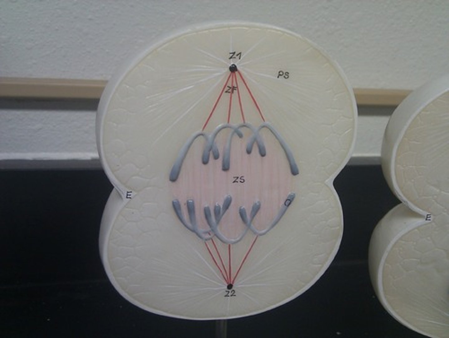<p>pulling apart</p>
