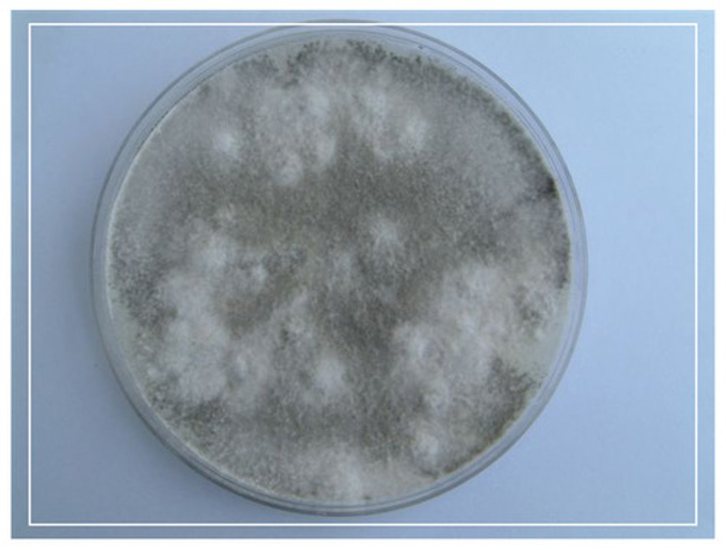 <p>When unwanted bacteria or other microorganisms grow in the culture media</p>