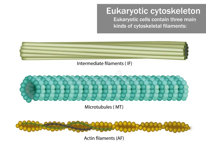 <p>Small filaments are located along the plasma membrane and in the core of the microvilli. </p>