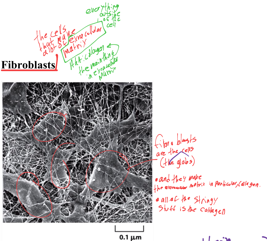 <p>fibroblasts,  aka they make the immense amount of collagen. </p>