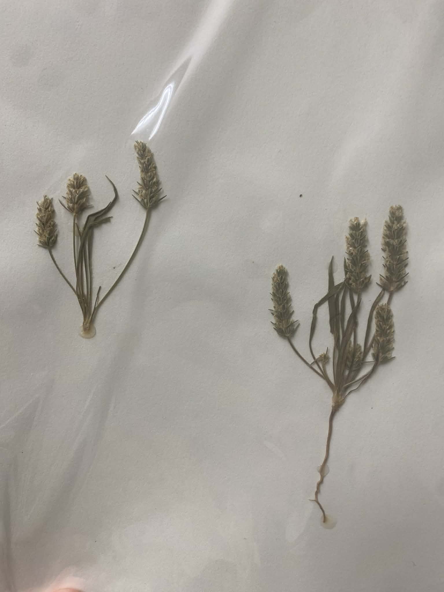 <p>Plantaginaceae, A, N, Plantago patagonica, woolly plaintain</p>