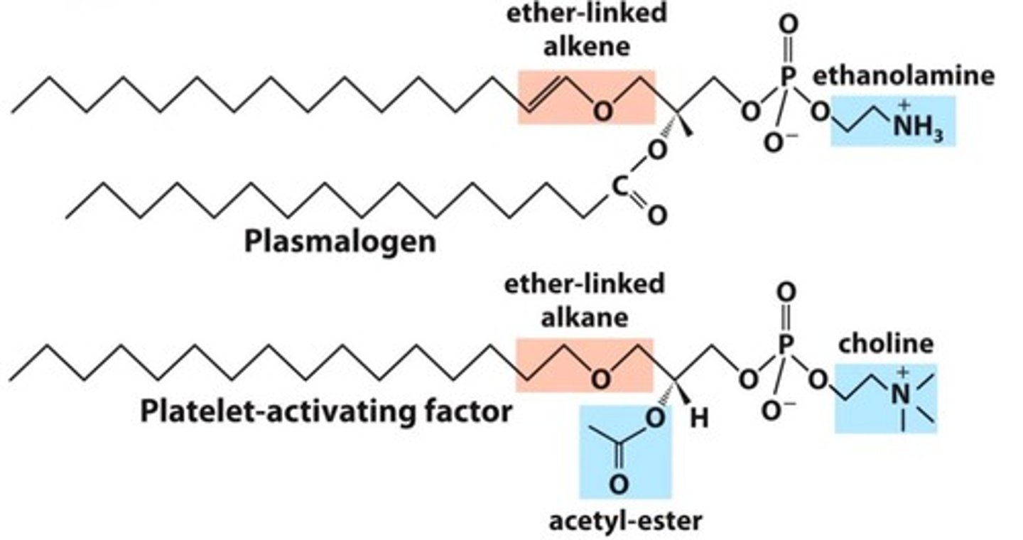<p>- At C1, fatty acid replaced by alcohol & connected via ether linkage</p><p>- Examples: Plasmalogens (in archea), Platelet-activating factor (PAF)</p>