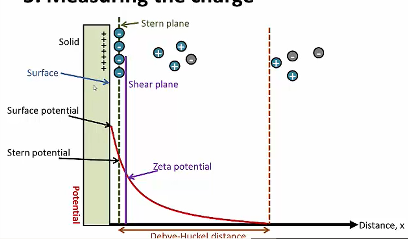 <p>-particles with a like surface charge will repel other particles of the same surface charge. The higher the net surface charge, the higher the repulsive forces. This allows good dispersion because the particles are further apart. But, they won’t form flocs, so there will be caking (densely packed sediment) since there’s no liquid trapped.</p><p>-The negative charge at the particle surface will attract positive ions (counterions) in solution, forming strong electrostatic interactions. This will ‘‘cancel out’’ some of the negative charge (make it less negative), which decreases zeta potential. Because of more positive ions present, there will also be some negative ions. The more counterions present on its surface, the lower the zp.(Don’t want it too low otherwise it will be negative and be repulsion)</p><p>-<strong><em>the electrical double layer consists of </em></strong>the <strong><mark data-color="#f8bfff" style="background-color: #f8bfff; color: inherit">diffuse layer </mark>and <mark data-color="#ff72c0" style="background-color: #ff72c0; color: inherit">stern plane</mark>.</strong> This layer is as thick as the size of a hydrated counter-ion (an ion that’s surrounded by water molecules).</p><p><strong><mark data-color="#ff5ebf" style="background-color: #ff5ebf; color: inherit">-stern plane=</mark></strong> the counterions that are permanently<strong> s</strong>tuck to the particle surface</p><p><strong><mark data-color="#fda6ff" style="background-color: #fda6ff; color: inherit">-diffuse layer=</mark></strong> the mixture of + and - ions in the vehicle. These ions bind weakly to the drug particle surface</p><p>-The <strong><mark data-color="#e3cdf4" style="background-color: #e3cdf4; color: inherit">"shear plane" </mark></strong>is an imaginary boundary where the liquid particles adhering to the particle’s surface behaves differently from the liquid particles farther away in the continuous phase (the bulk liquid) . The liquid farther away from the particle is free to flow without sticking to the surface.</p><p>-The closer you are to the particle, the more positive ions (counter-ions) are present. As you move farther away, there’s more negative ions (co-ions). Eventually, the <strong><em>Debye-Hückel distance is reached</em></strong>, which is the distance between the stern plane and where the the number of positive ions and negative ions are about the same in the suspension (charge/electrical potential=0).These ions don’t interact with the particle surface</p><p>-attractive forces result from VDW forces</p>