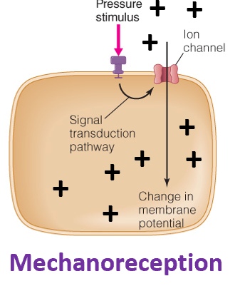 <p>Stretch waves includes hearing (hair cells bend to pressure of incoming sound waves)</p><p>The process of detecting <strong><u>mechanical stimuli</u></strong> such as pressure, touch, and sound through specialized receptors</p><p></p>