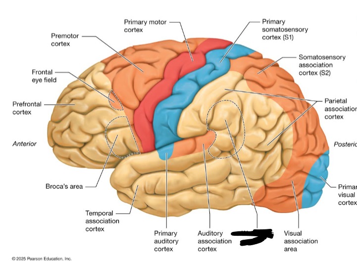 <p>language comprehension</p>