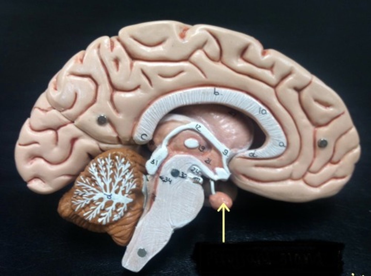 knowt flashcard image