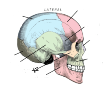 <p>what skull bone is the star pointing to </p>