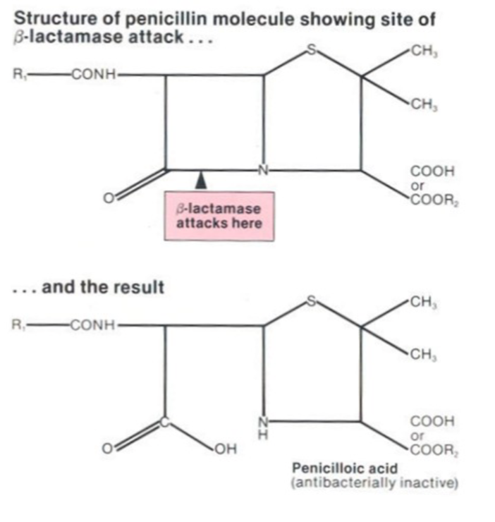 <p>poor activity against Gram -s, destroyed by acid and beta lactamase, low volume of distribution, constitutive resistance/lack of action on targets w/in a broad range of microbes (narrow spectrum)</p>