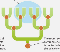 <p>taxon that is usually not followed and includes species from different evolutionary lineages </p>