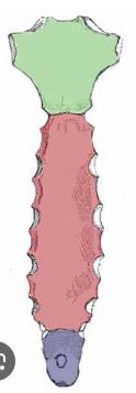 <p>What is the name of the bone highlighted in green?</p>