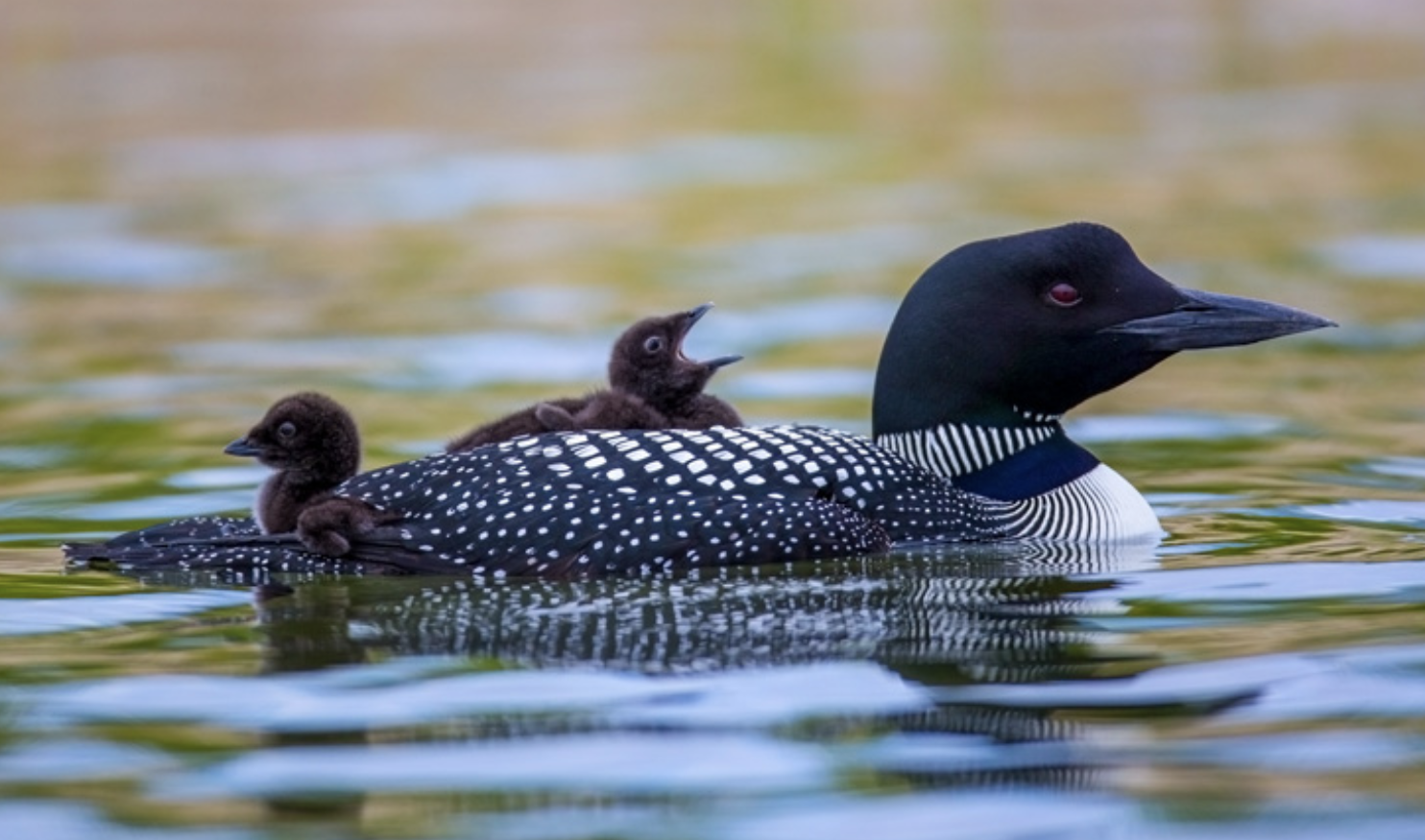 <p>bird?</p>