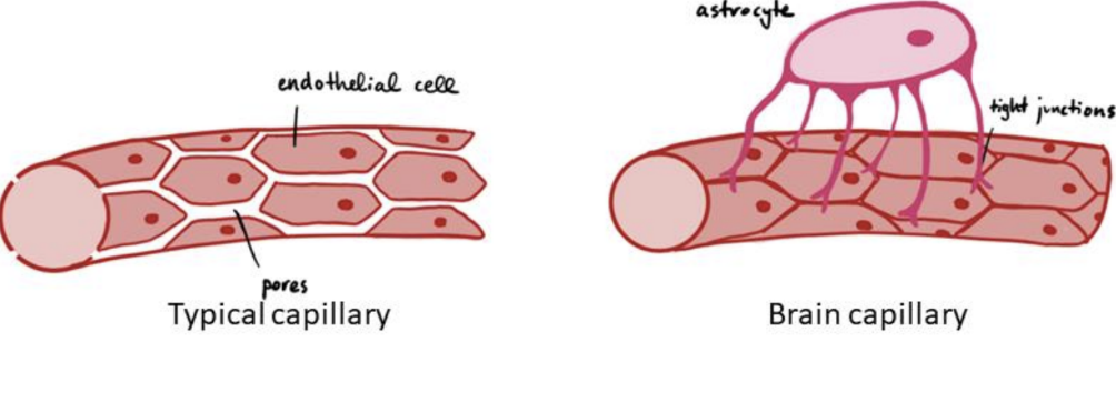<p>Separation of circulating blood and the brain extracellular fluid (BECF) in the central nervous system (CNS)</p><p><strong>Function</strong>: Protects brain from pathogens and toxins in bloodstream </p><p><strong>Structure</strong>: Tight junctions between blood vessel cells act as selective filter </p><p>Clinical Problem: </p><ul><li><p>Limits immune cell access </p></li><li><p>Limits antibiotic penetration</p></li><li><p>Once pathogens cross BBB → difficult to treat </p></li></ul><p></p>