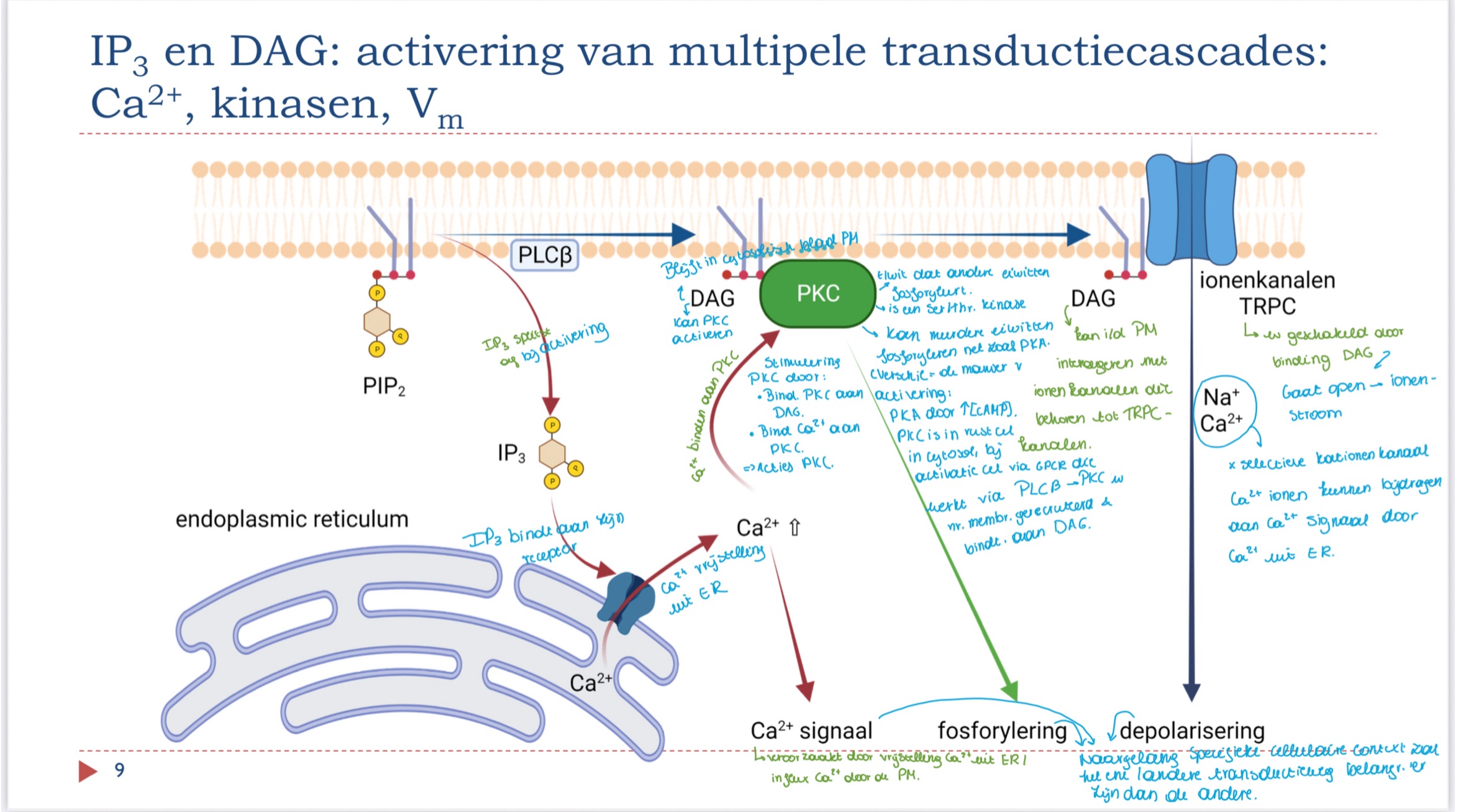 knowt flashcard image