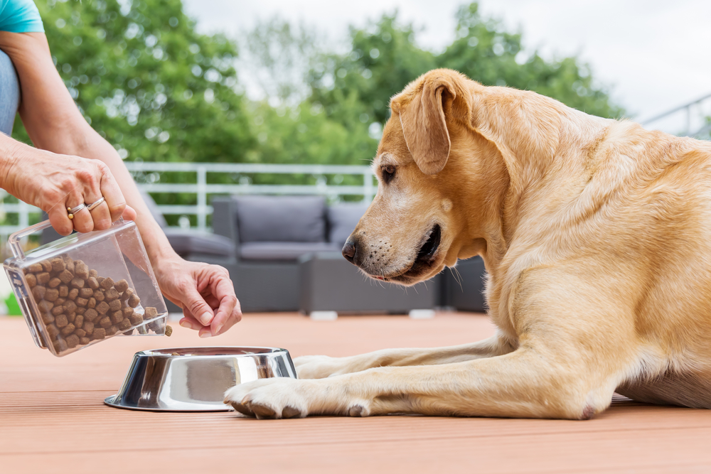<p>Feeding the pets</p>