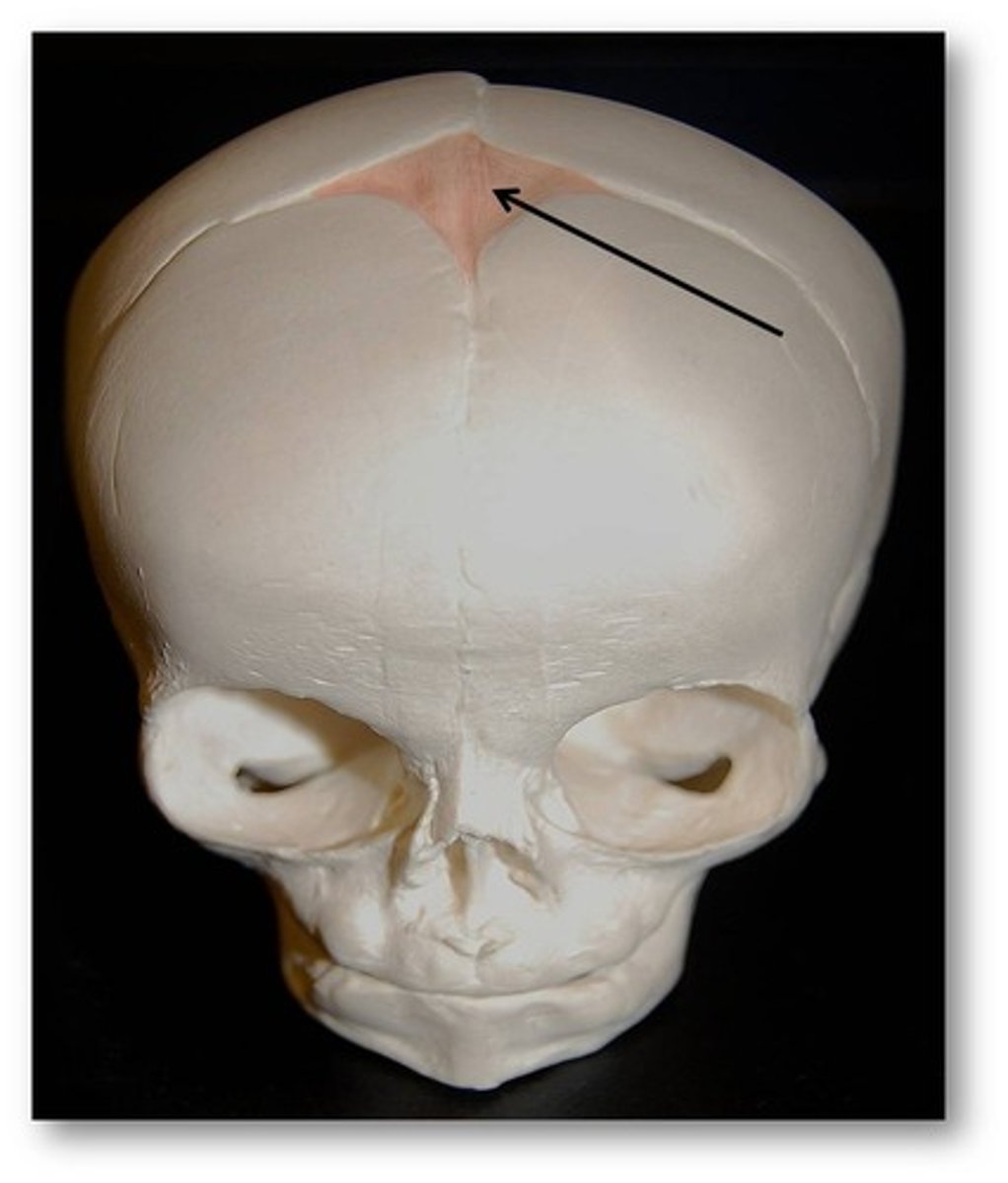 <p>Anterior side of the skull</p><p>in baby where the sagittal suture and coronal suture meet</p>