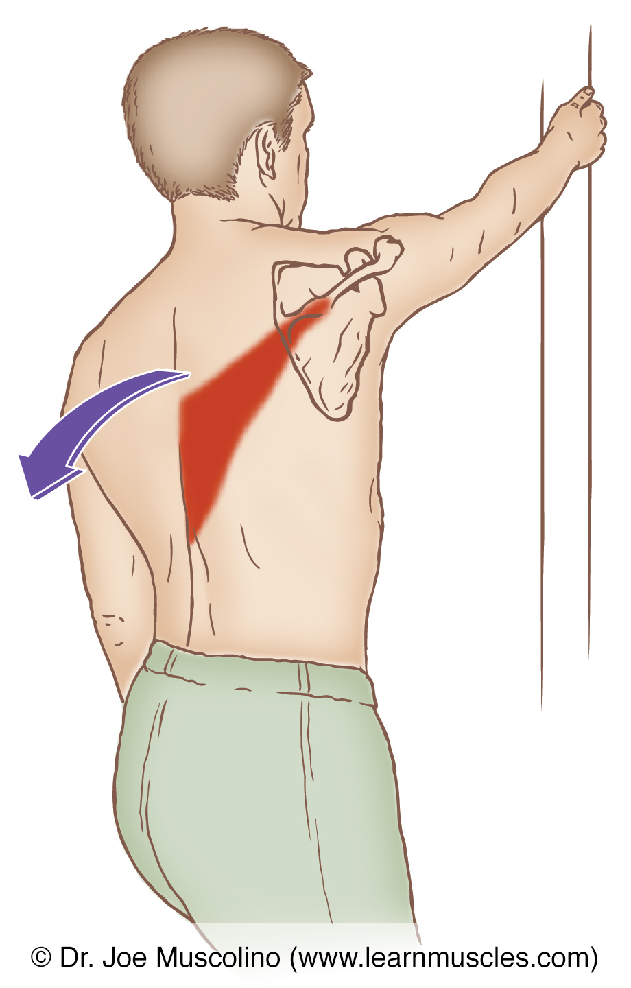 knowt flashcard image