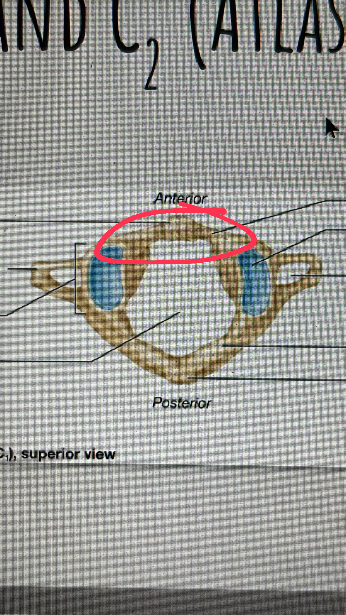 <p>anterior “nose” of the bat toward the stomach </p>