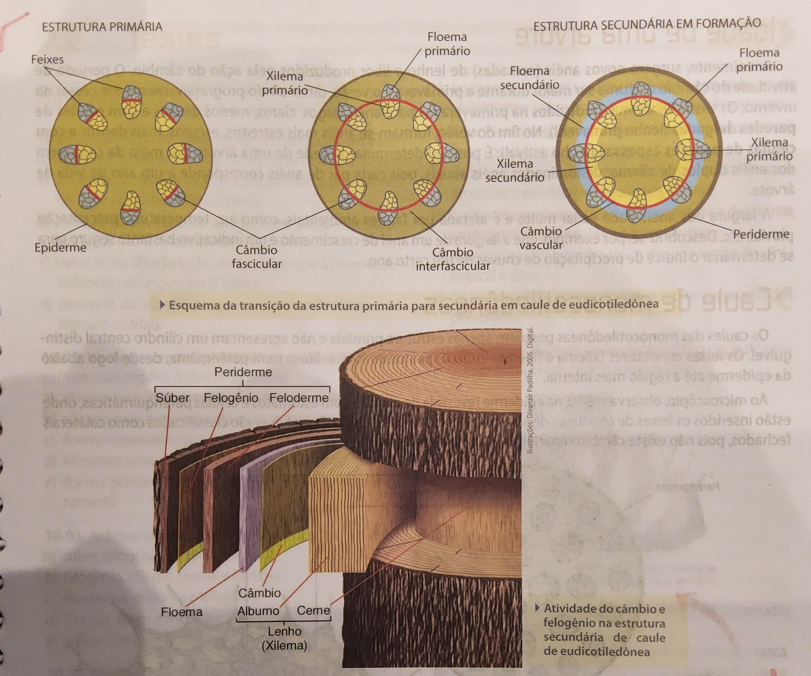 * eustélica
  * estrutura primária;
    * epiderme + córtex + cilindro central
    * epiderme cutinizada e com estômatos
    * **cilindro central** → parênquima cortical + endoderme → câmbio interfascicular
  * estrutura secundária;
    * as duas regiões do xilema;
    * **cerne** - parte mais velha e interna, xilema não funcional, devido à intensa lignificação e obstrução pelas tilas
    * **alburno** - parte mais externa, xilema funcional, ainda conduz seiva bruta