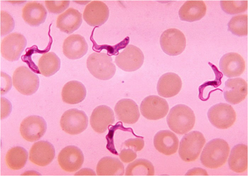 Flagellated, unicellular, symbiotic organisms
EX: Trypanosoma levisi which refers to African sleeping sickness