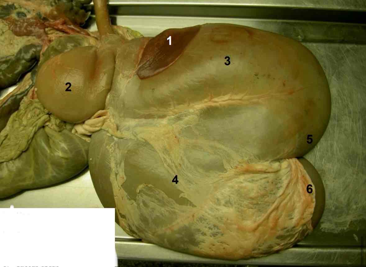 <p> nr 5</p>