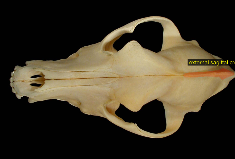 <p>ridge between two parietal bones</p>