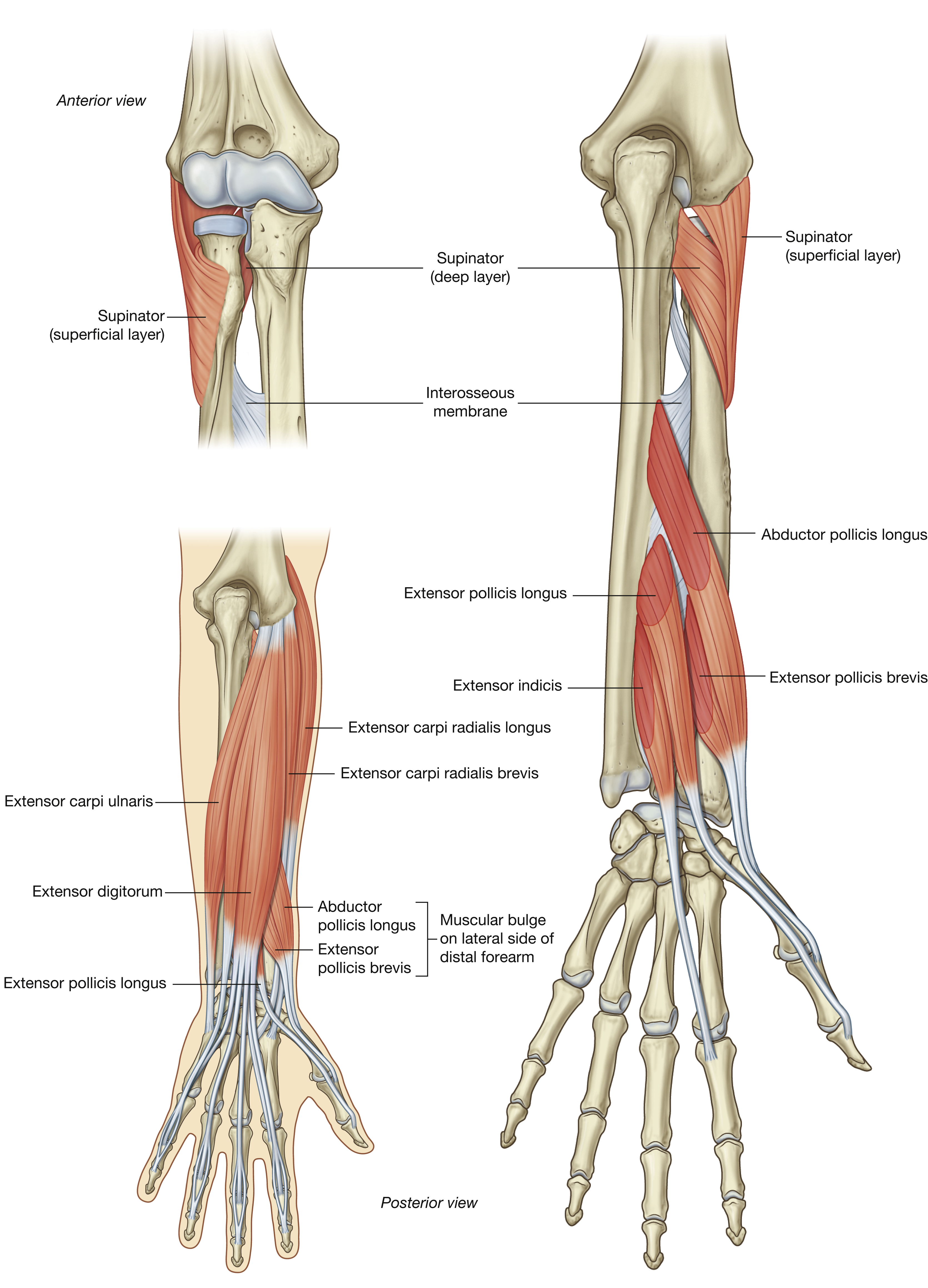 <p>Supinator: origin</p>