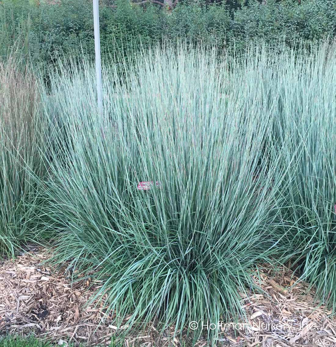 <p>Schizachyrium Scoparium</p>