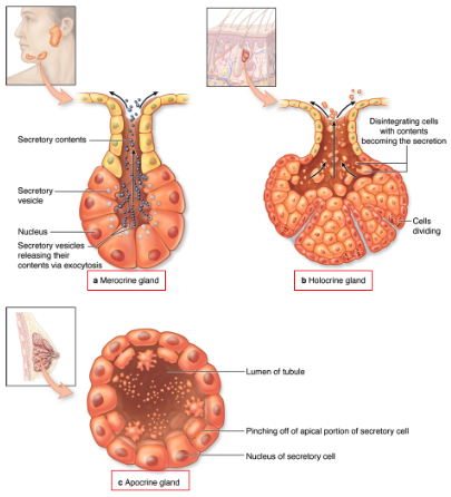<p>What is apocrine secretion and where does it occur?</p>