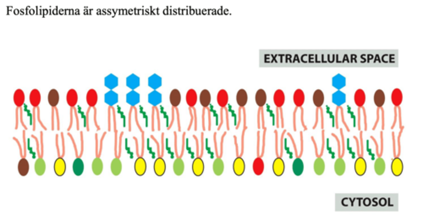 <p>Nej, fosfolipidhuvudena är olika i fosfolipiderna mot extracellulärrummet och mot cytosolen.</p>