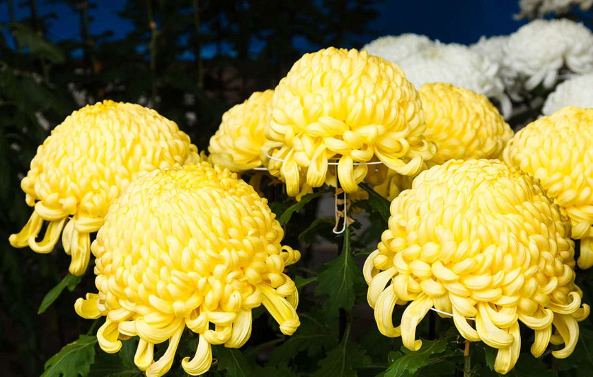 <p>Chrysanthemum inflorescence.</p>