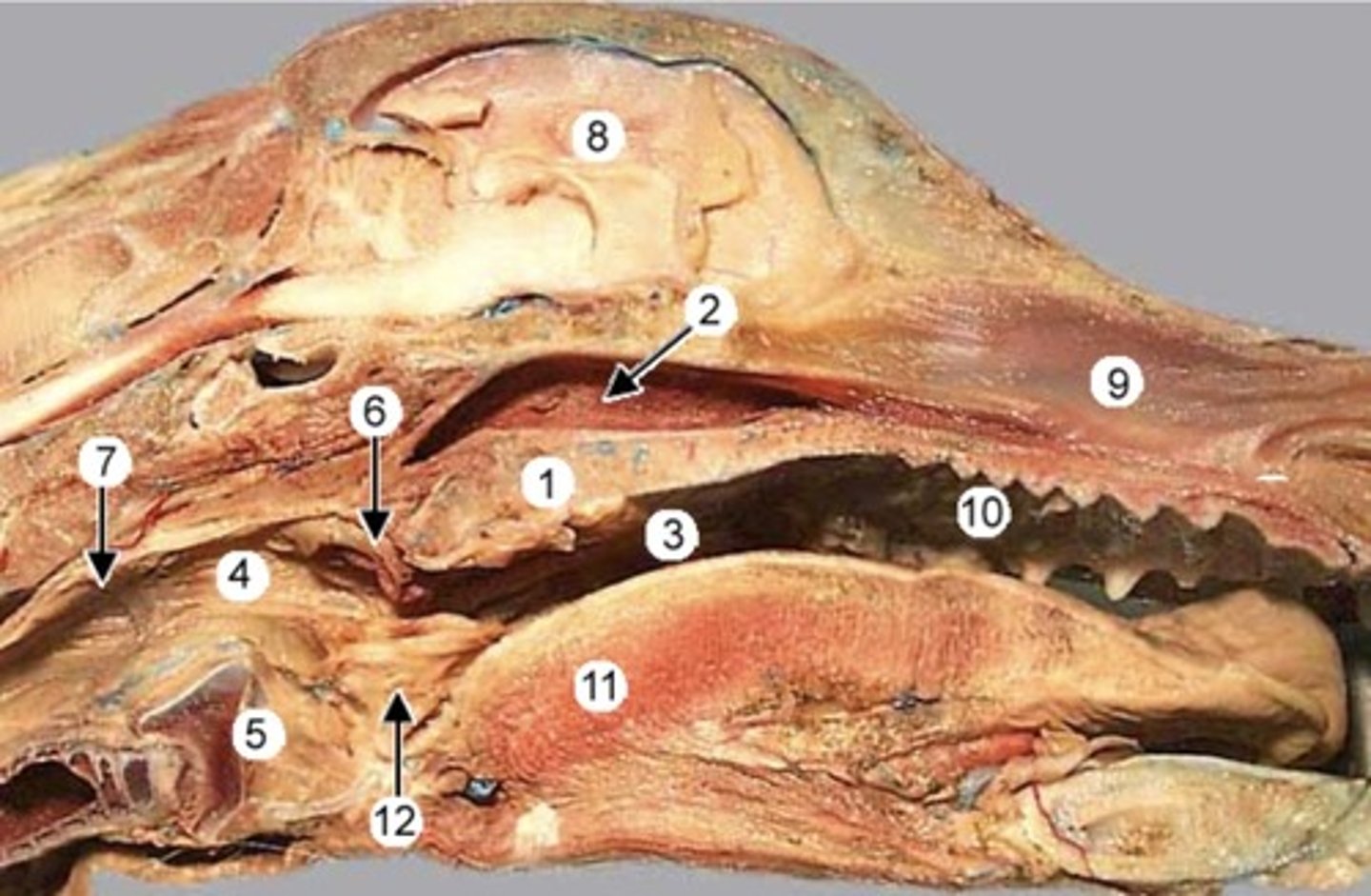 <p>Number 3 is indicating what specific space?</p>
