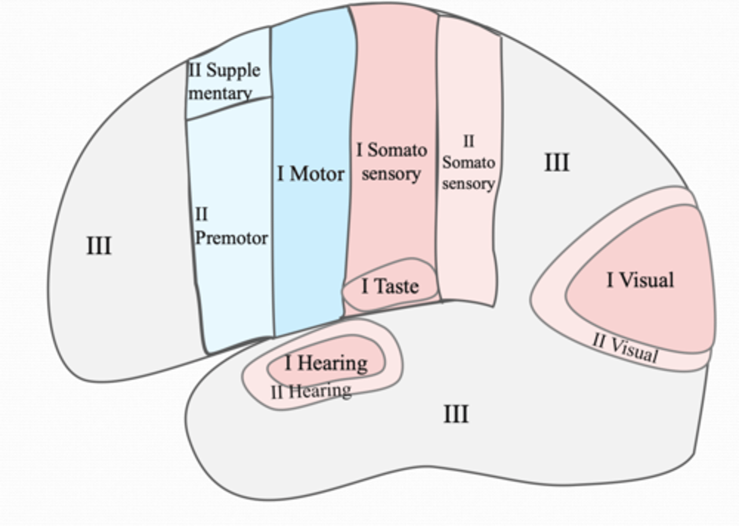 <p>-superior aspect of parietal lobe posterior to SI</p>