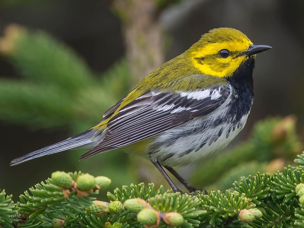<p>Bright yellow face, black throat, olive crown; two white wing bars.</p>