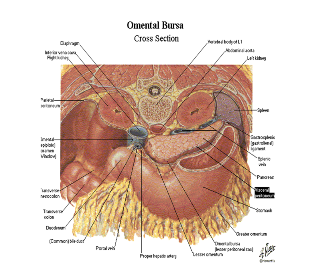 <ul><li><p>Stomach is covered by visceral peritoneum everywhere except where blood vessels run along its curvatures &amp; in a small area posterior to the cardial orifice</p></li><li><p>The 2 layers of lesser omentum extend around stomach &amp; leave its greater curvature as the greater omentum</p></li><li><p>Anteriorly, stomach is related to diaphragm, left lobe of liver, &amp; anterior abdominal wall</p></li><li><p>Posteriorly, stomach is related to omental bursa &amp; pancreas —</p><ul><li><p>Posterior surface of stomach forms majority of anterior wall of omental bursa (lesser sac)</p></li></ul></li><li><p>Transverse colon is related inferiorly &amp; laterally to stomach as it courses along the greater curvature of the stomach to the left colic flexure</p></li></ul>