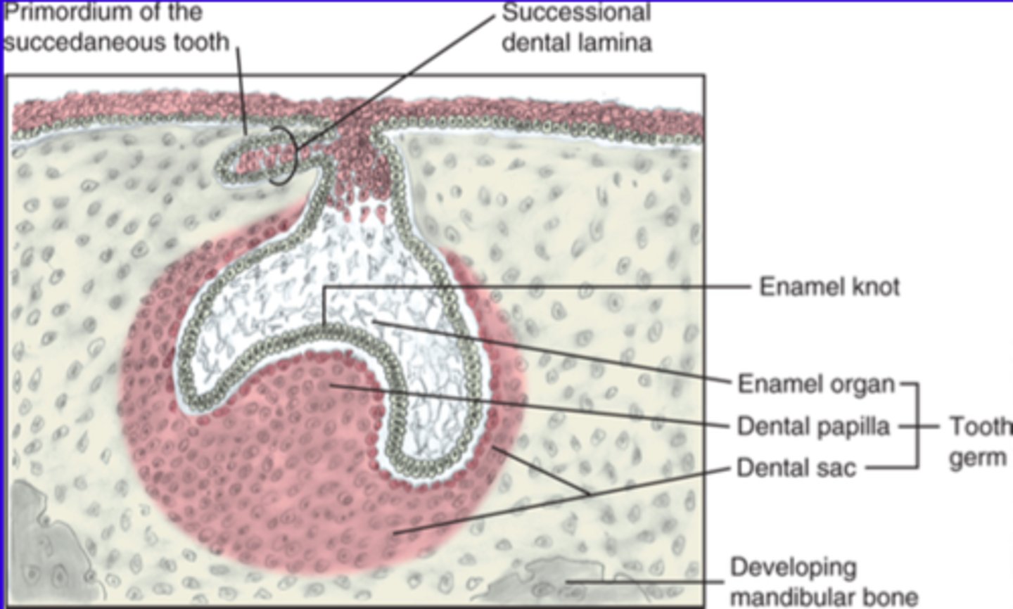 <p>Condensed mass of ectomesenchyme surrounding the enamal organ</p>