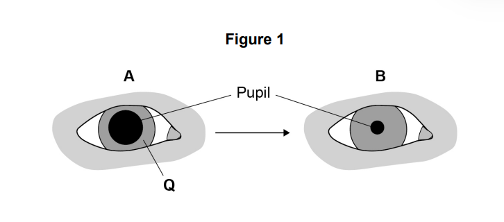 Describe how structure Q causes the change in the size of the pupil from A to B.