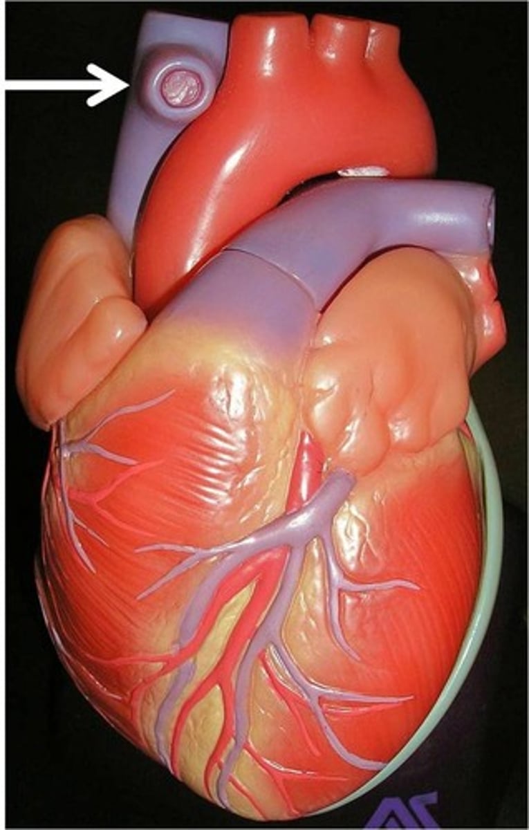 <p>returns dexoygenated blood from above diaphragm to right atrium</p>