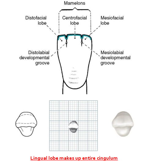 <p>3 Facial/Labial and 1 lingual lobe </p><ul><li><p>3 Facial/Labial lobes develop into the incisal edge (mesialfacial, centrofacial, distofacial) </p></li><li><p>Lingual lobe develop into the Cingulum </p></li></ul><p></p>