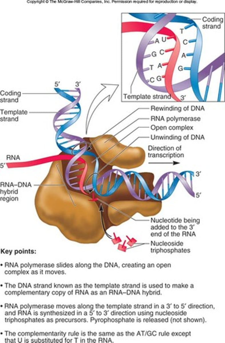 <p>The core enzyme synthesizes until it encounters the termination sequence. As RNA synthesis progresses, the DNA duplex unwinds to allow the template strand to direct RNA assembly. The duplex closes following synthesis.</p>