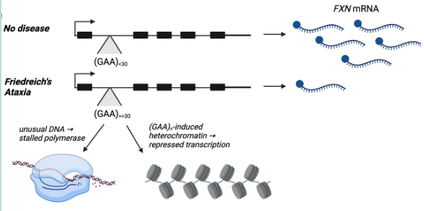 <p>an inherited neurodegenerative disorder that impacts children</p><p>triple-repeat neurological disorder → repeats cause folding, more heterochromatin, and stalled transcription → less mRNA made</p>