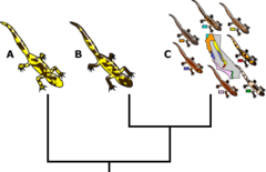 -defines a species as the smallest group of individuals on a phylogenetic tree (smallest branch)
-applies to sexual and asexual species, but it can be difficult to determine the degree of difference required for separate species