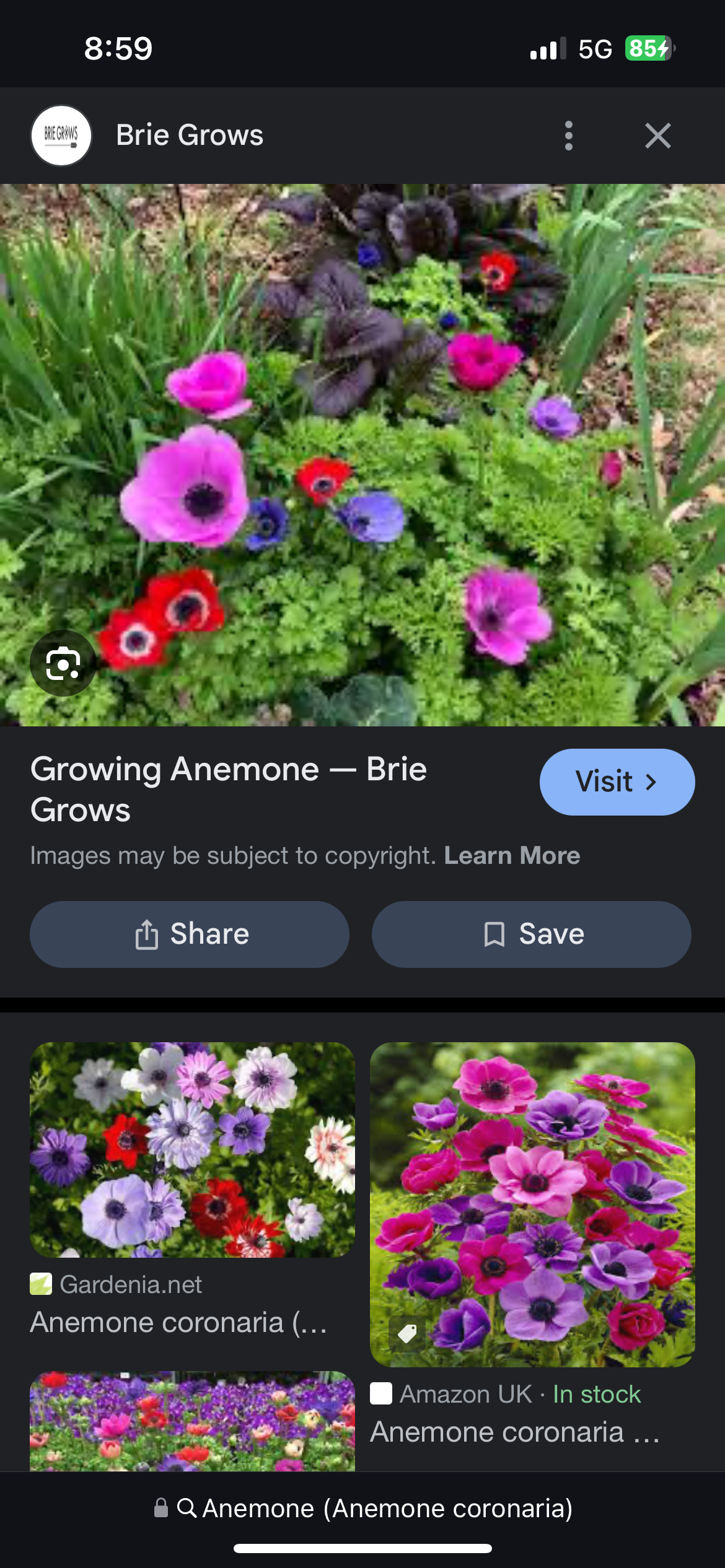 <p>Anemone (Amemone coronaria)</p>