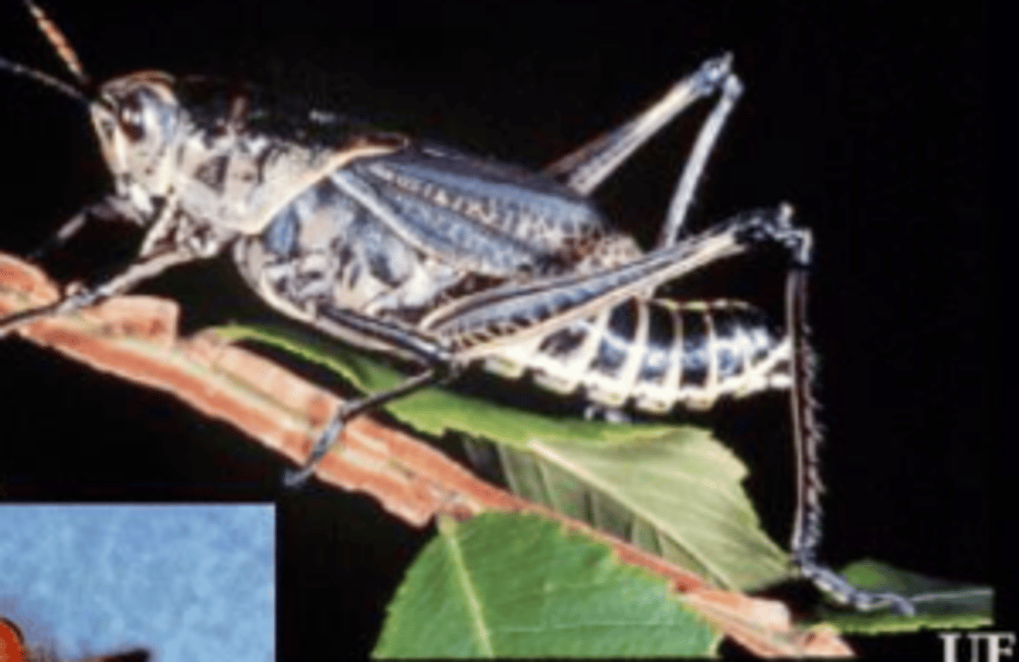 <p>saltatorial hind legs on grasshoppers (Orthoptera)</p>