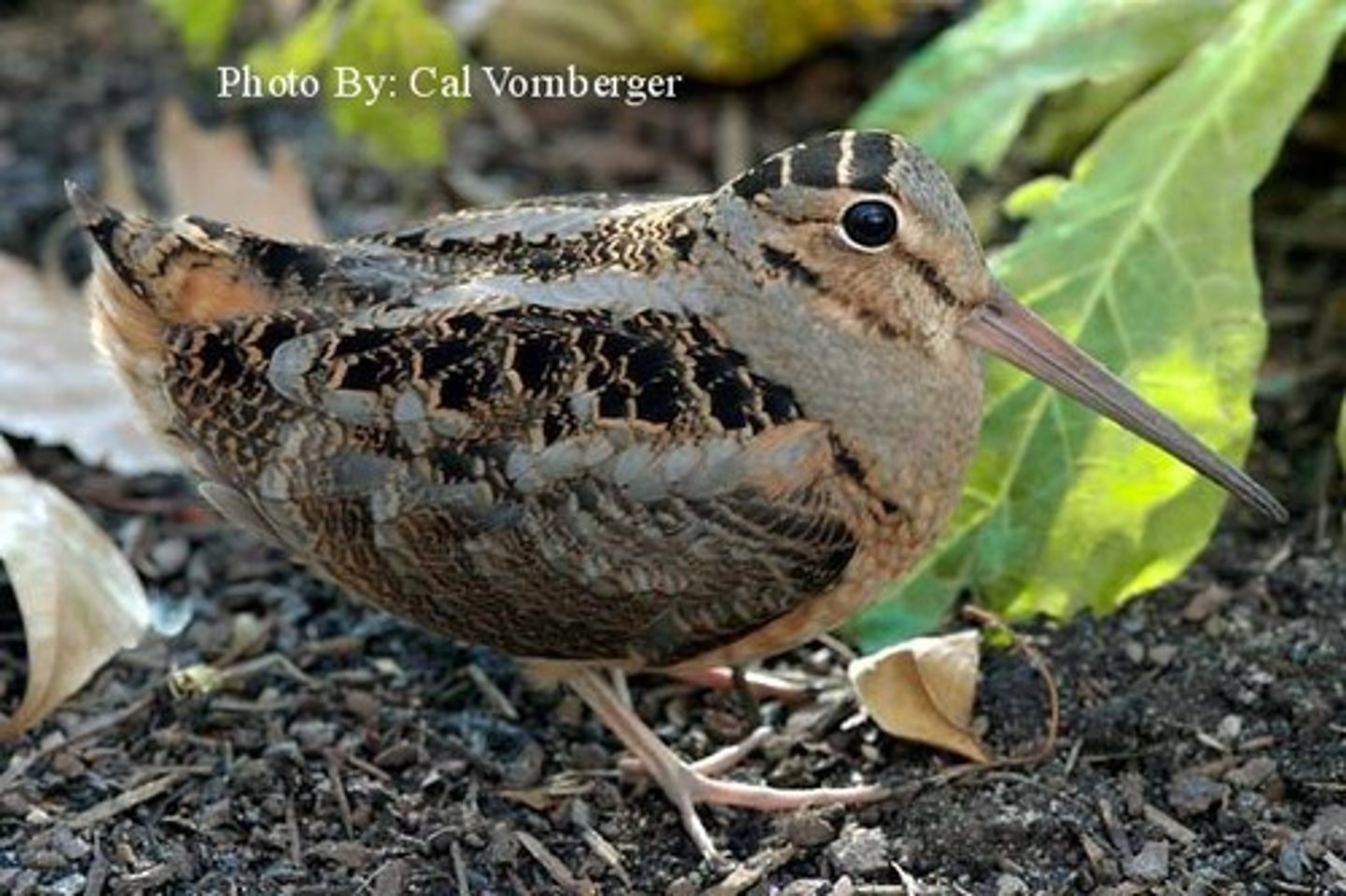 <p>Charadriiformes</p><p>Scolopacidae</p>