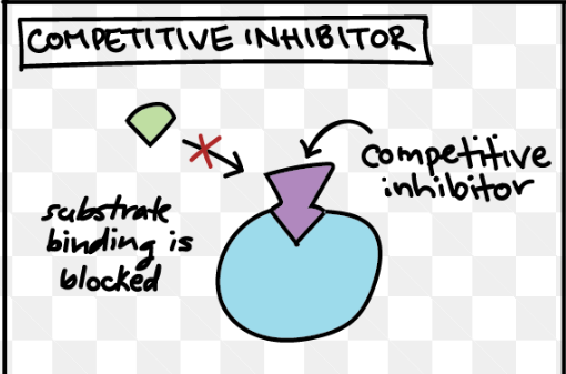<p>reduce enzyme activity by blocking substrates from binding to the active site</p><p>reversible</p><p>inhibition can be reversed with increased substrate concentrations</p>